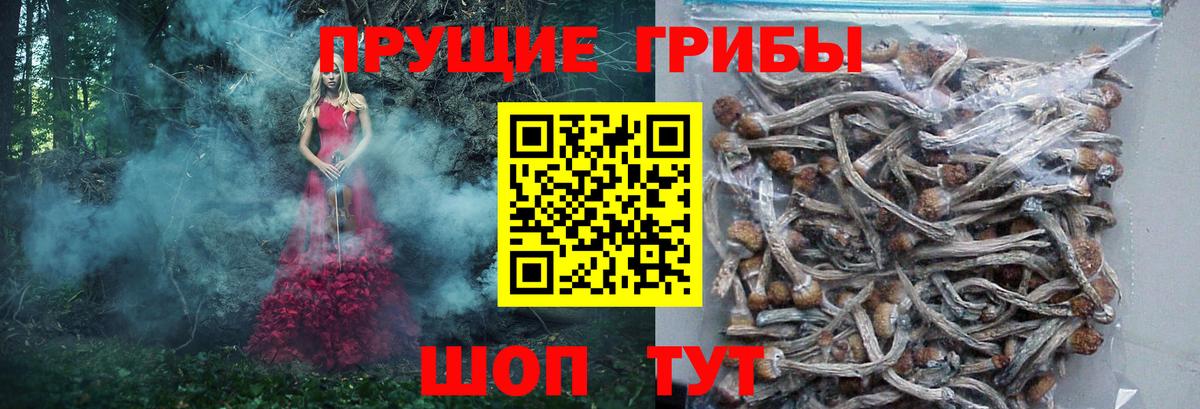 Псилоцибиновые грибы Psilocybe  Вход с VPN  Аргун 